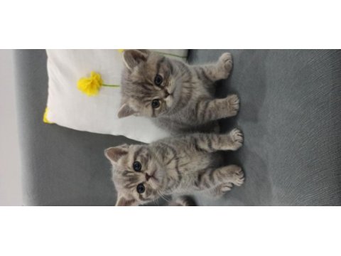Uyguna british shorthair vereceğim