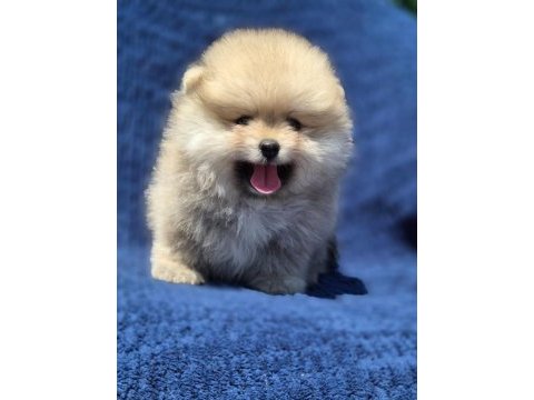 Dişi ayı surat pomeranian boo