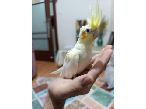 Lutino kırmızı göz sultan papağanı yavru