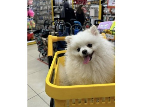 2 yaşında dişi pomeranian