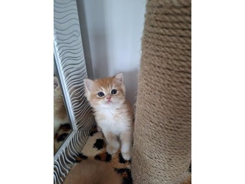 Safkan british shorthair golden bebekler