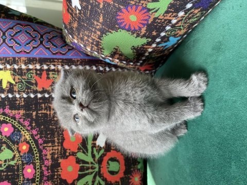 Gri kırık kulak scottish fold yavru