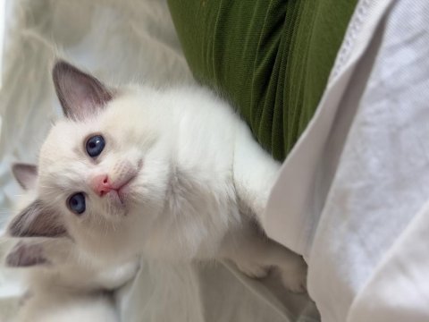 Ragdoll yavru kediler