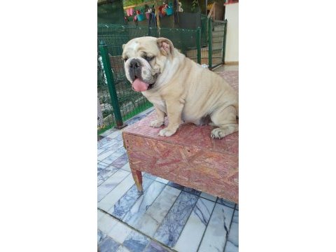 Orjinal irk yetişkin ıngılız bulldog