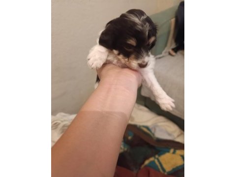 Terrier yavrularımıza acil yuva aranıyor