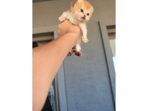 Golden british shorthair bebekler