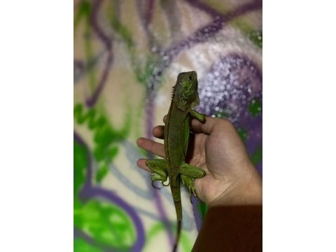 Çipli faturalı yasal iguana‼️