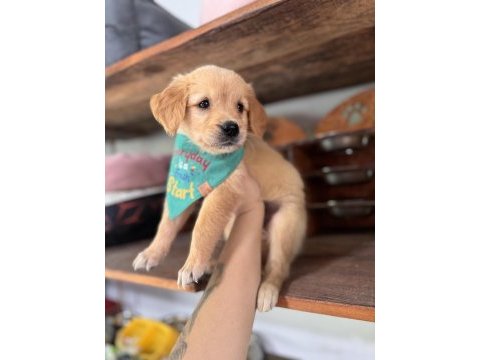 Her ailenin hayali golden retriever bebekleri