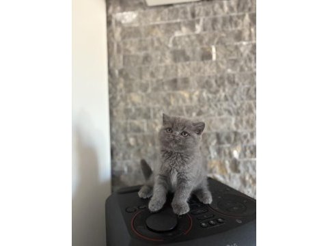 Brıtısh shorthair blue yavrularım 