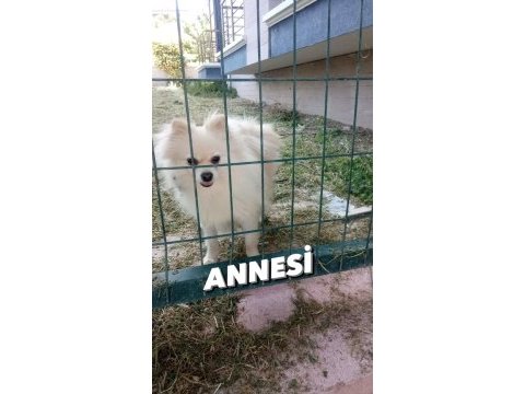 4 aylık pomeranian spitz cinsi dişi yavrumuz