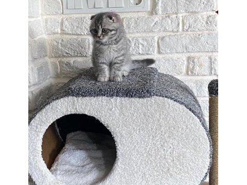 Scottish fold yavrumuz yeni yuvasını arıyor