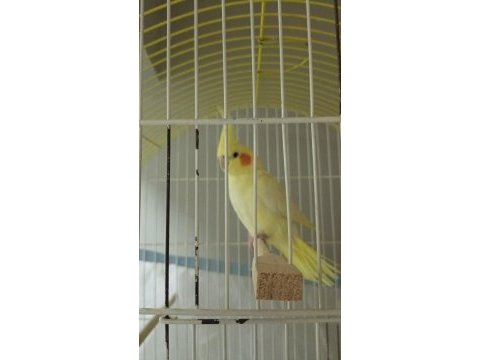 Lutino 6 aylık sultan papağanı