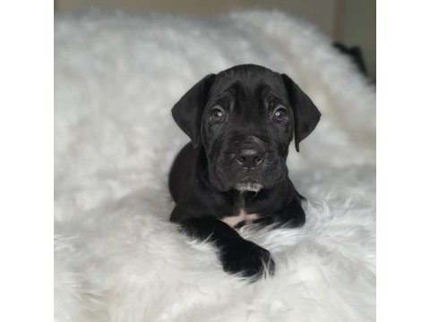 Safkan cane corso yavrularımız