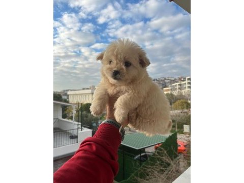 Maltipoo bebekler