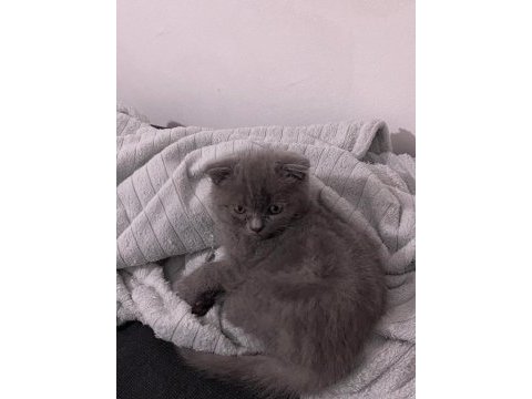 2 aylık scottish fold duman