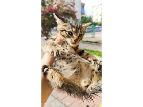İki kardeş kediler