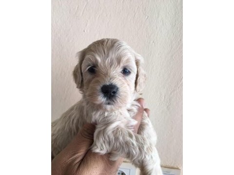 Maltipoo yavrular