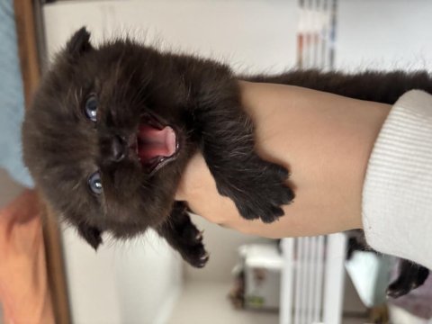 British shorthair chocolate
