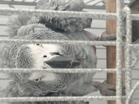 Jako papağanımız evcil market buradadan sahiplendim