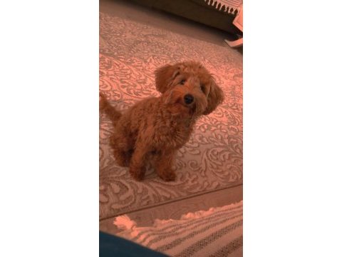Toy poodle 6 aylık dişi her şeyi tam ilgilenenler