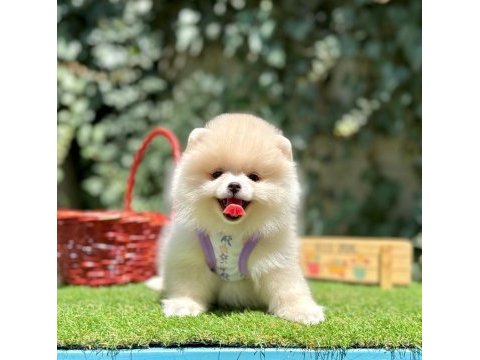 Boo pomeranian peluş ayıcık tip yavrularımız