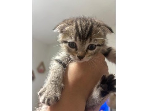 Son scottish fold yavrumuz acil sahiplendirilecek