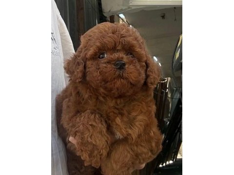 Bakımlı toy poodle bebekler