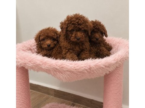 Ev üretimi tertemiz toy poodle