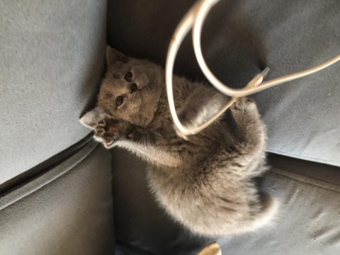 Kalitede tek son scottish fold yavrularım