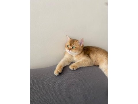 Kimlikli british shorthair orjinal