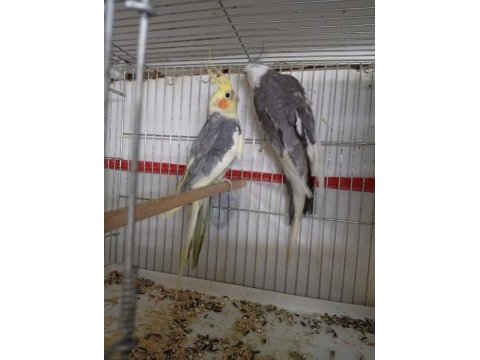 Genç sultan papağanlar