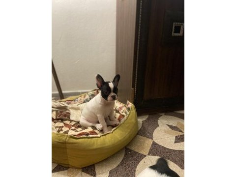 Erkek ve dişi 2 aylık french bulldog yavrular