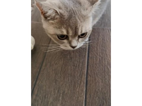 British shorthair ücretsiz sahiplendirme