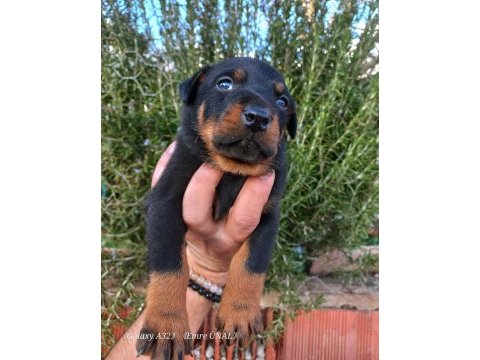 A kalite doberman yavrular