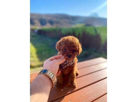 Max 2 kg olacak poodle bebekler