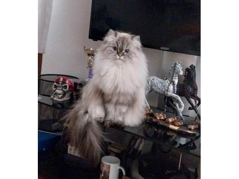 British longhair prenses