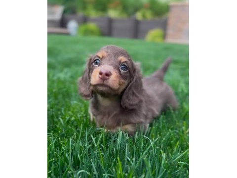 Uzun tüylü chocolate and tan aşılı dachshund bebekler