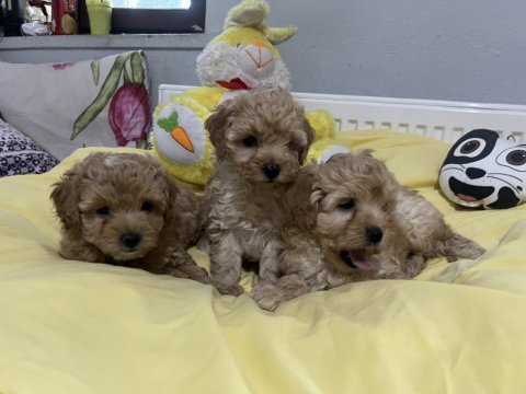 Maltipoo bebeklerimiz