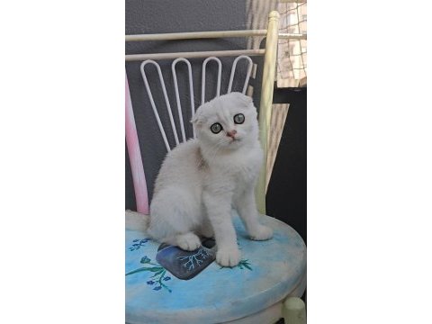 Scottish fold dişi sıfır kulak