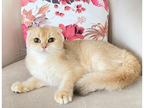 Scottish fold golden ırk garantili dişi
