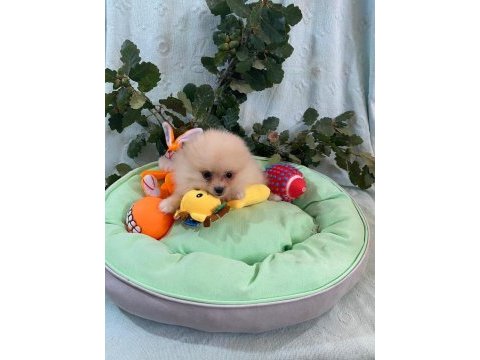 Pomeranian boo yavrularımız