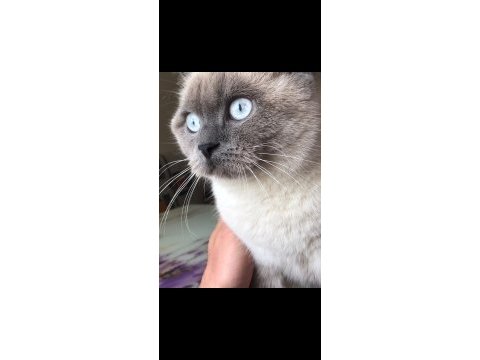 British shorthair scottish fold longhair yavrular
