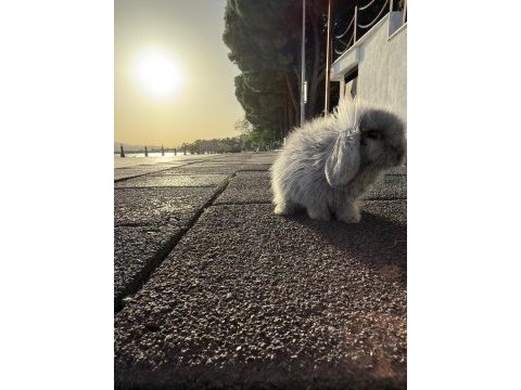 Floki sahnede o bir blue teddy lop tavşan