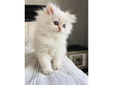 British longhair safkan