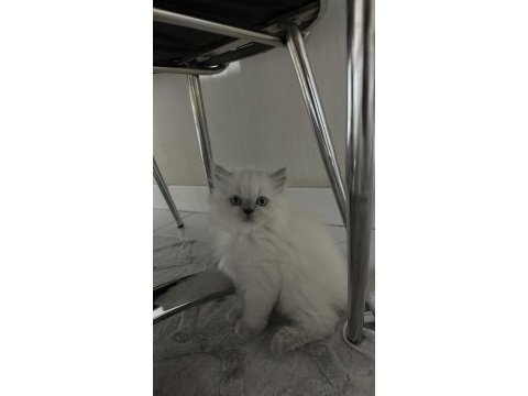 Kar topu yavru kediler aşırı uysal ve sevimliler