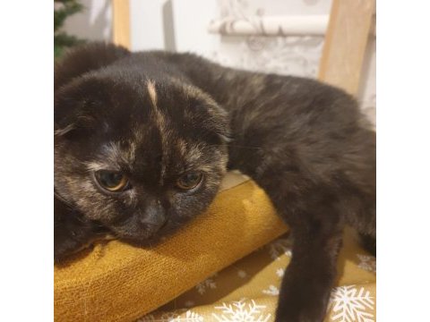Scottish shorthair kedisi