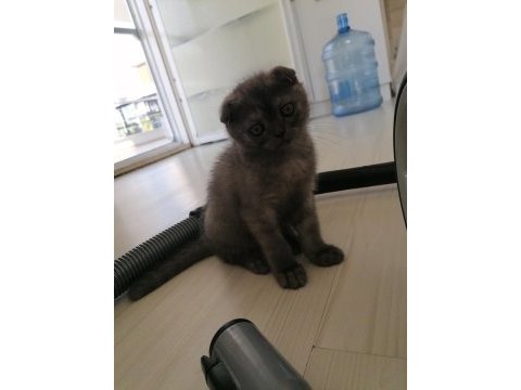 Scottish fold dişi karnesi bile hazır