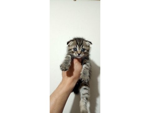 Dünyalar tatlısı uyguna scottish fold bebek