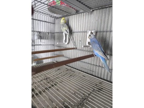 Rainbow muhabbet iki dişi bir erkek