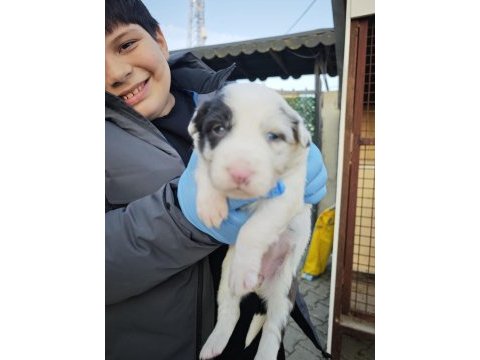 Sağlıklı safkan border collie yavrular